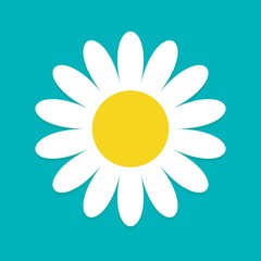 White daisy chamomile. Cute flower plant collection. Love card. Camomile icon Growing concept. Flat design.