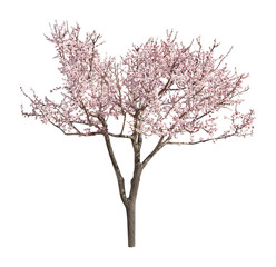 Beautiful blossoming tree with tender flowers on white background