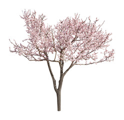 Obraz premium Beautiful blossoming tree with tender flowers on white background