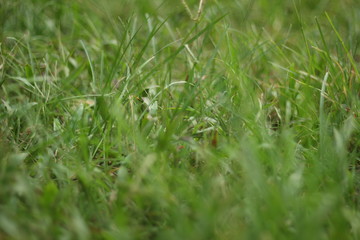 Green wild grass