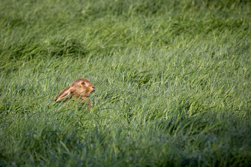 wild hare in field of long grass