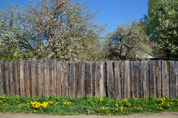 Fototapeta premium Spring garden in a village. Blooming Apple trees with many flowers behind an old wooden fence. Green grass with yellow flowers in the foreground. Front view