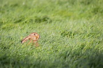 wild hare in field of long grass