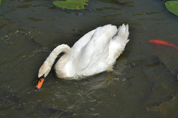 Cigno solitario 