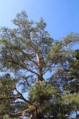 Looking Up At The Old Pine Tree, Edmonton, Alberta