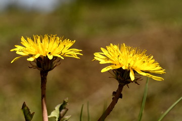 two daisies in the field
