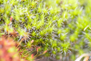 Natural flower bed background