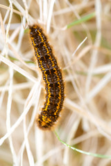 Caterpillar - black and orange and yellow caterpillar ready to turn into a butterfly