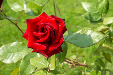 Red rose is in the sunlight in summer morning garden. Background