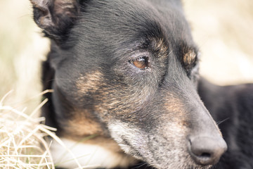 Old and sick dog dying of cancer