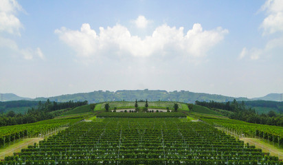 Japnese Organic grapevine fields farm land surrounded by natural mountain white blue sky background.