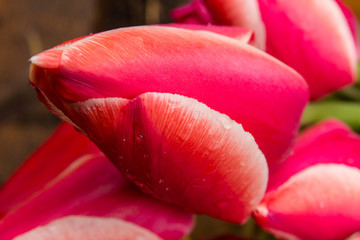 Closeup red and pink tulips on the green background