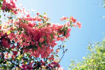 Spring blossom tenderness. Bright flowers of cherry plum tree on background of blue sky. Cyan pink color contrast.