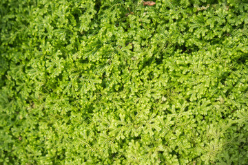 Small texture green ferns for background