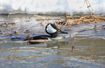 ducks in water