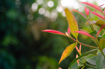 field of green tree and sunlight in morning time.