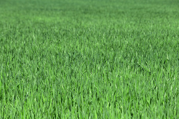 Uncut green grass. Texture of the grass