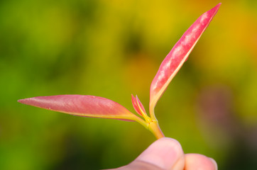 Human keep fresh green leaves in the garden.