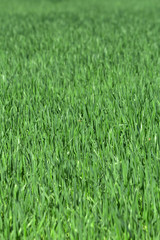 Fototapeta na wymiar Uncut green grass. Texture of the grass. Vertical.