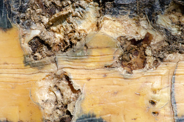 the old turtle, close up short .