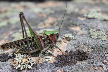 praying mantis