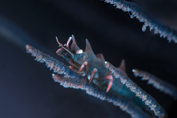 Dragon Shrimp  (Miropandalus hardingi). Underwater macro photography from Anilao, Philippines