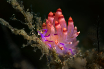 Nudibranch Coryphellina rubrolineata.  Underwater macro photography from Anilao, Philippines