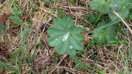 Small leafe of green plant with dewdrop in spring forest