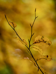 Autumn in La Grevolosa