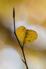 Obraz premium Autumn in La Grevolosa