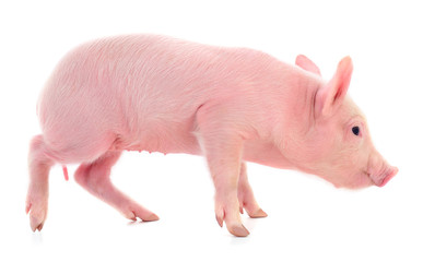 Small pink pig isolated.