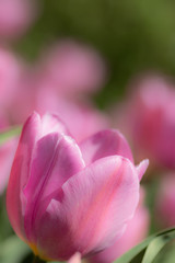 Fototapeta na wymiar Close-up bright colorful pink tulip blooms in spring morning.