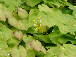  Epimedium - Fleur des Elfes ou Epidème