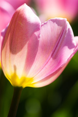 Close-up bright colorful pink tulip blooms in spring morning.