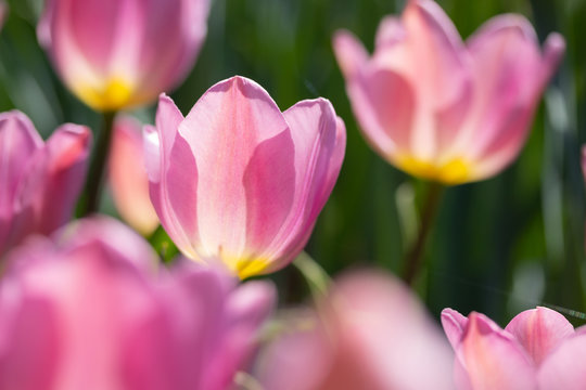 Close-up bright colorful pink tulip blooms in spring morning. © Elena Noeva