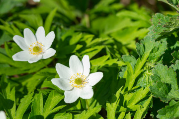 Close-up white wood anemone flowers at spring