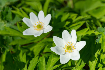 Close-up white wood anemone flowers at spring