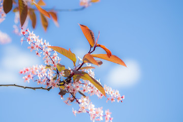 Bird Cherry, Prunus padus, in park, Finland