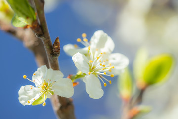 Plum white flowers with the sky background