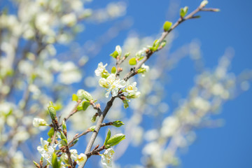 Plum white flowers with the sky background