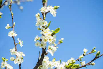 Plum white flowers with the sky background