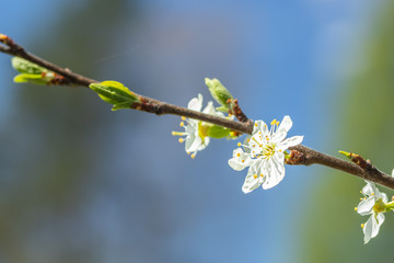 Plum white flowers with the sky background