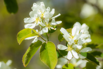 Blooming irga Amelanchier in the garden at spring