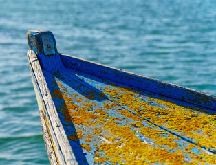 Close-up on old boat hull with golden shining lichens