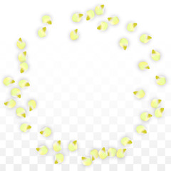 Vector Realistic Pink Petals Falling on Transparent Background.  Spring Romantic Flowers Illustration. Flying Petals. Sakura Spa Design. Blossom Confetti.