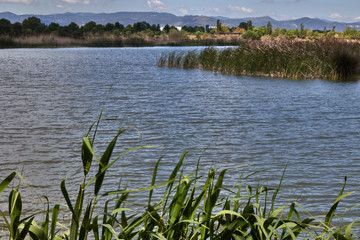Lake landscape with green reeds