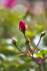 Red rose bud with small buds