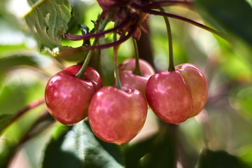 Obraz premium Four pinkish cheeries in a branch