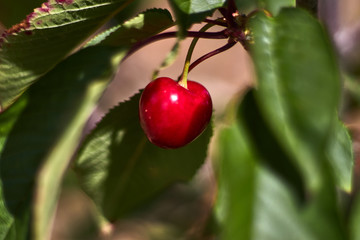 Red cherry in a branch with leaves
