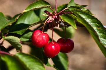 Three cherries in a branch with leaves
